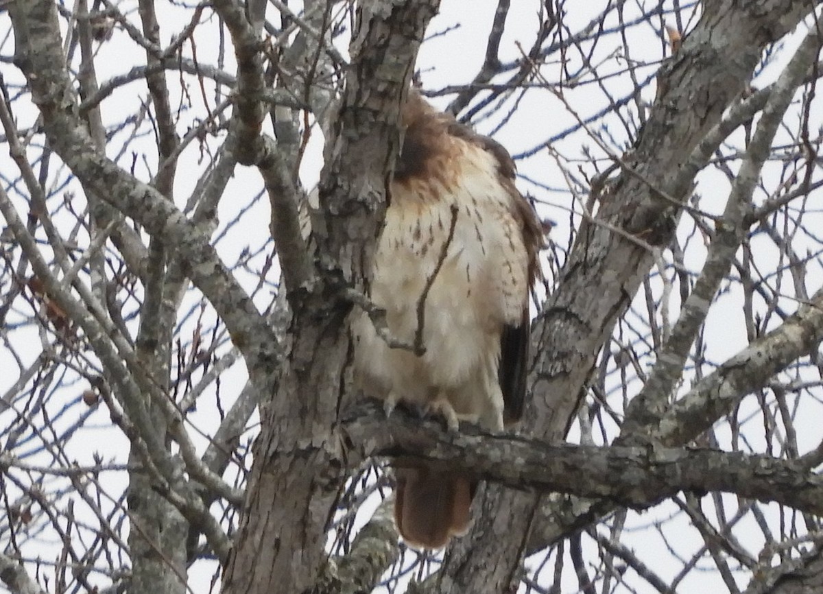 Red-tailed Hawk - ML504536791