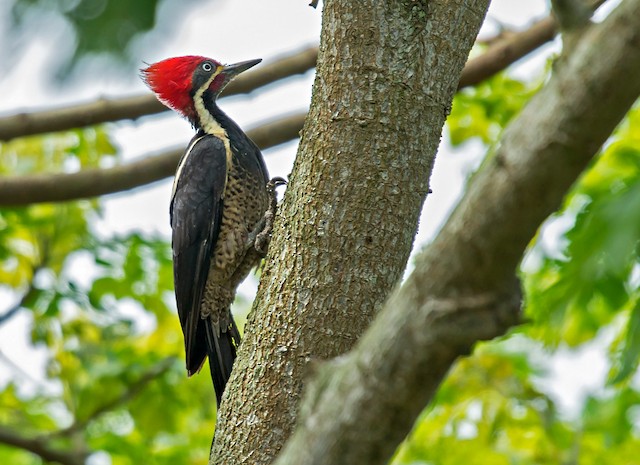 Lineated Woodpecker male - Lineated Woodpecker - 