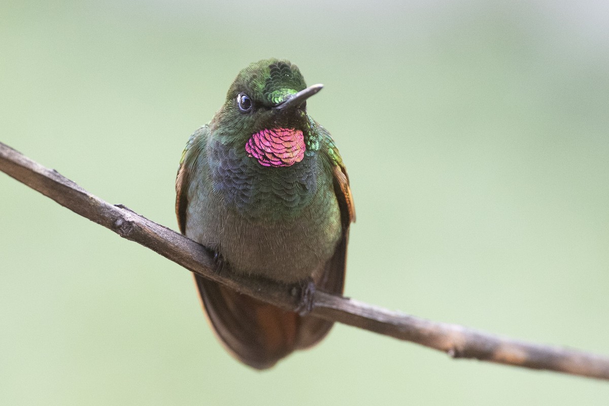 kolibřík brazilský - ML504539241
