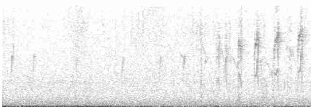 Тиранчик-довгохвіст білогорлий - ML504539321