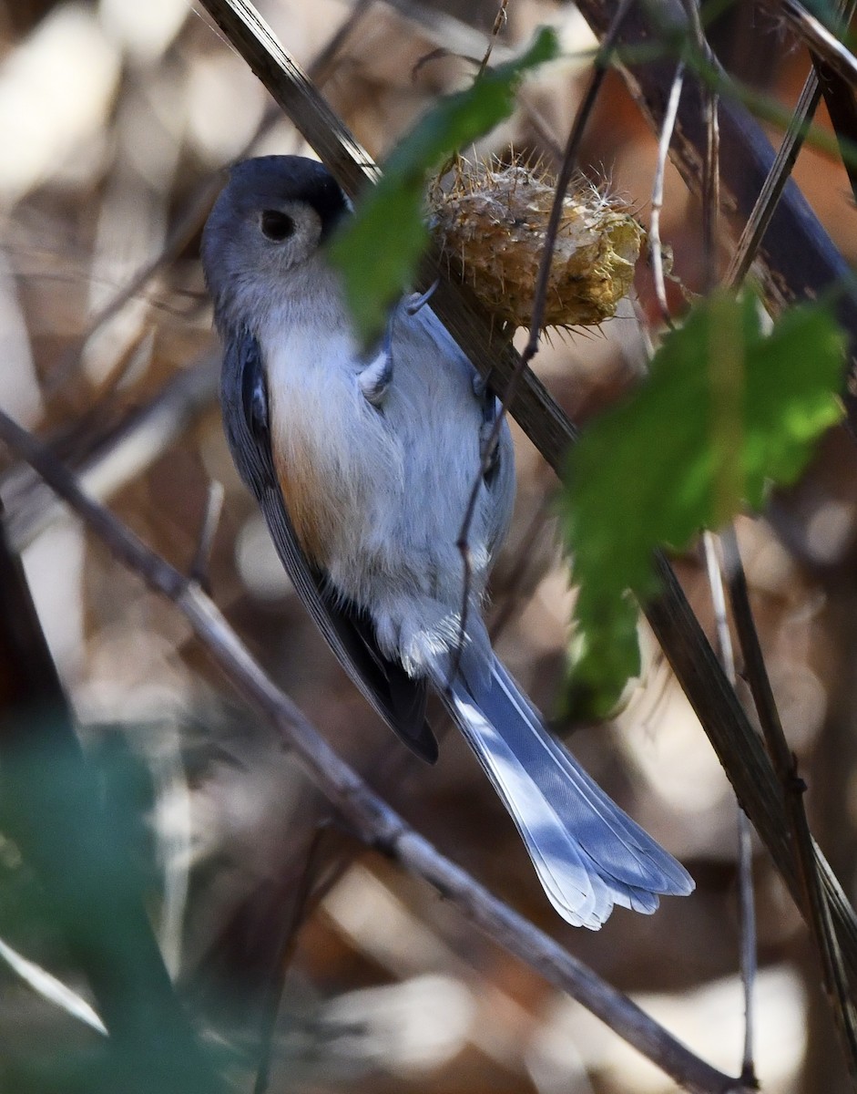 Tufted Titmouse - lawrence connolly