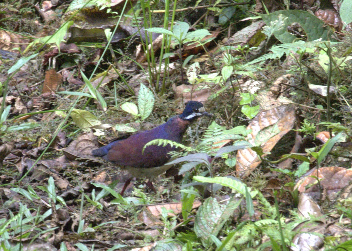 Purple Quail-Dove - ML504541971