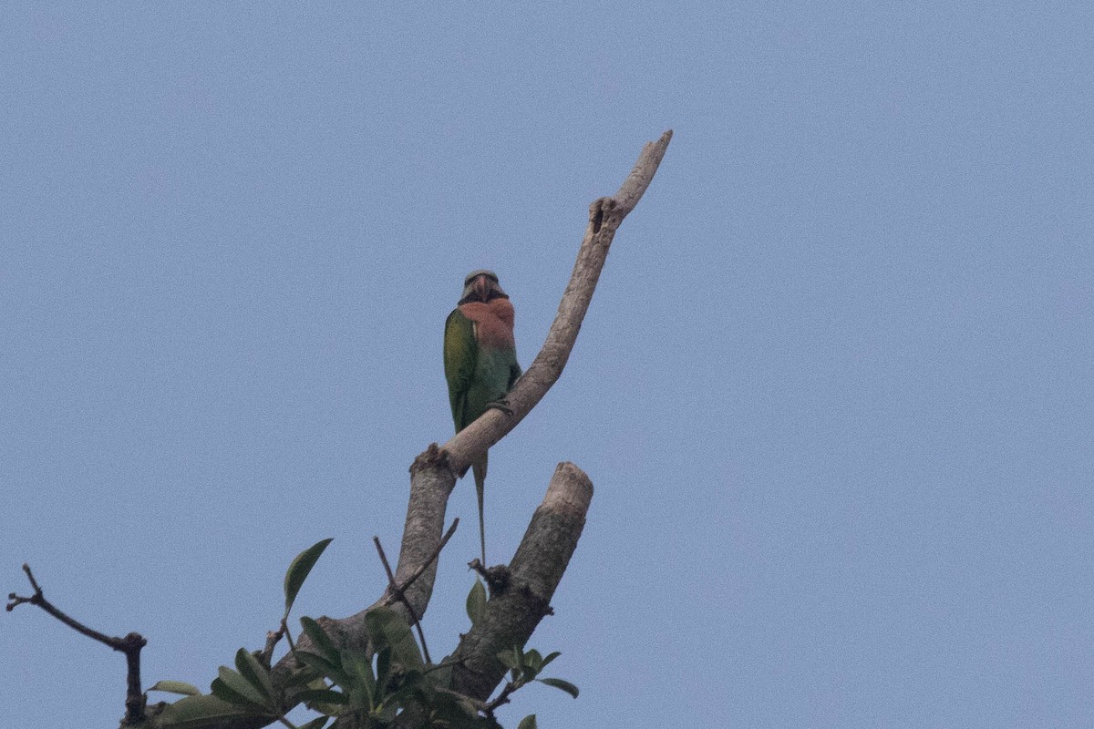Red-breasted Parakeet - ML504545851