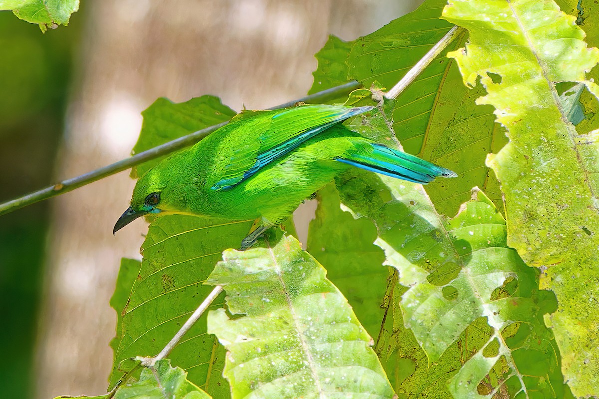 Yellow-throated Leafbird - Ravi Iyengar