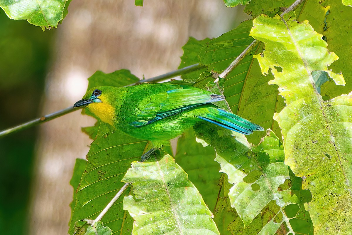 Yellow-throated Leafbird - ML504546711