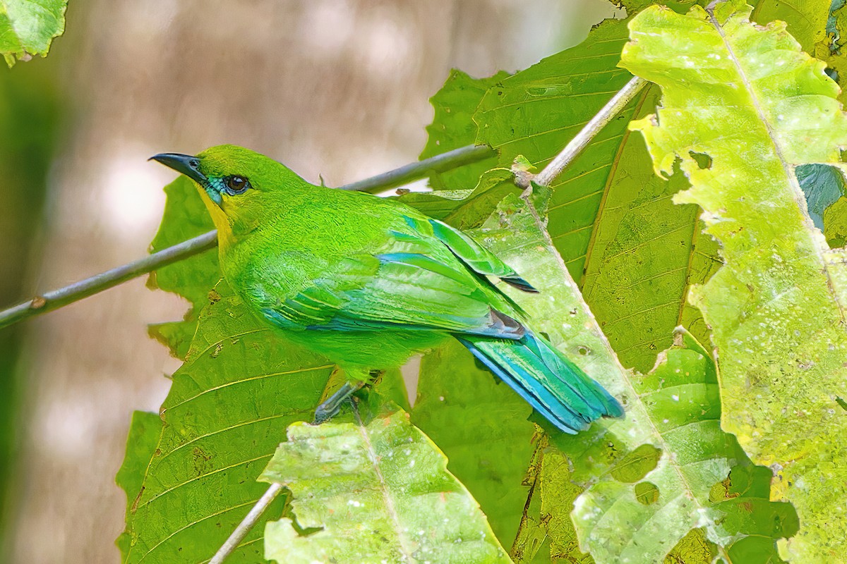 Yellow-throated Leafbird - ML504546721