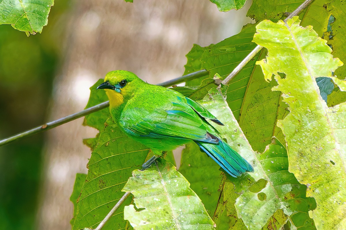 Yellow-throated Leafbird - ML504546731