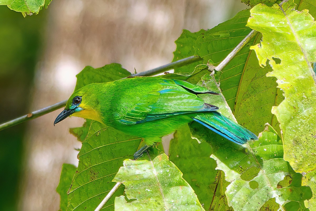 Yellow-throated Leafbird - ML504546751