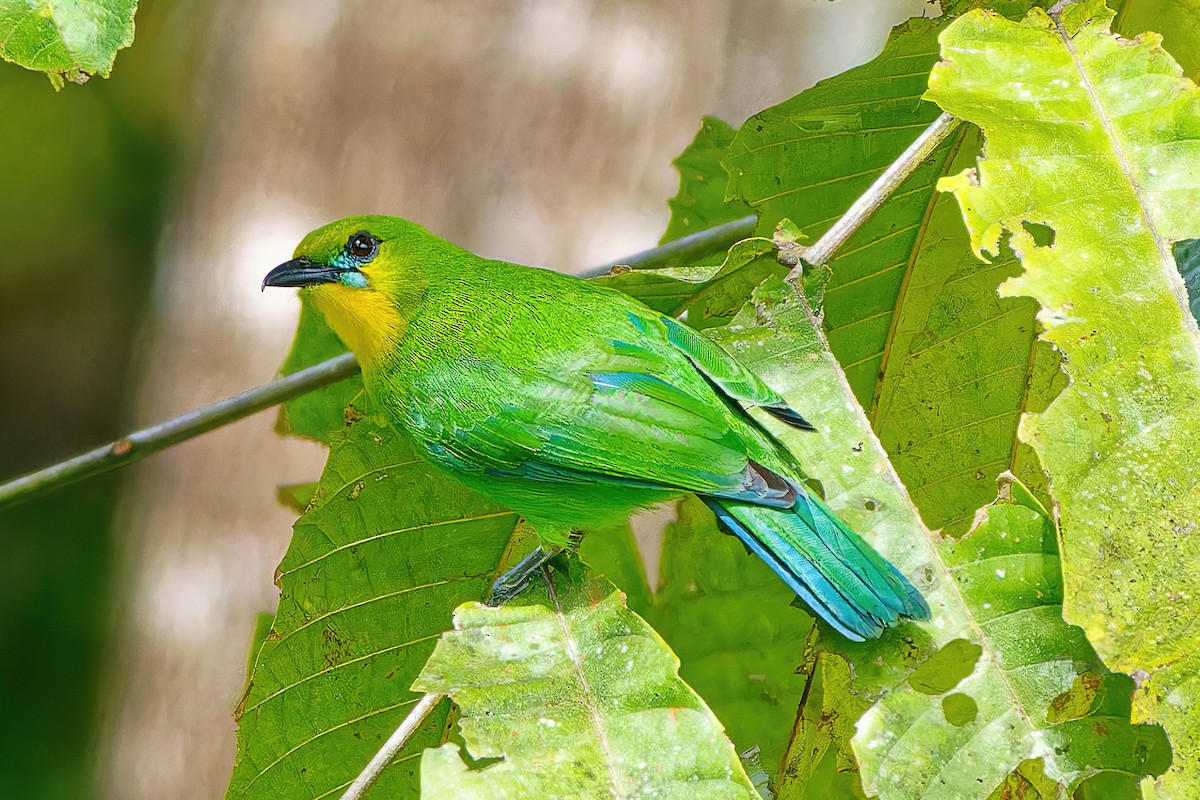 Yellow-throated Leafbird - ML504546761