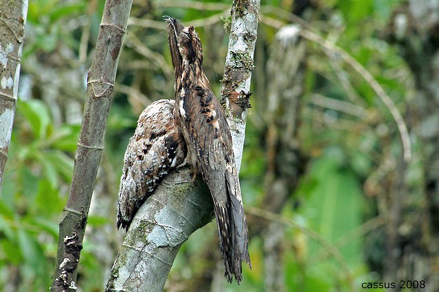  - Long-tailed Potoo - 
