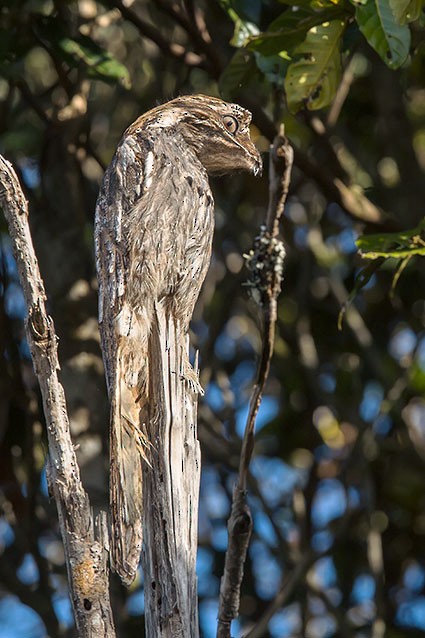  - Long-tailed Potoo - 