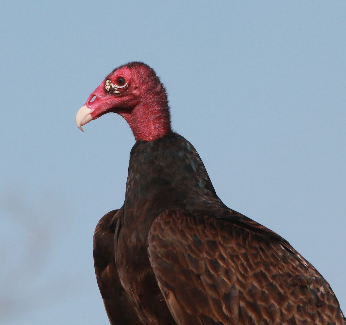 Turkey Vulture - Loch Kilpatrick