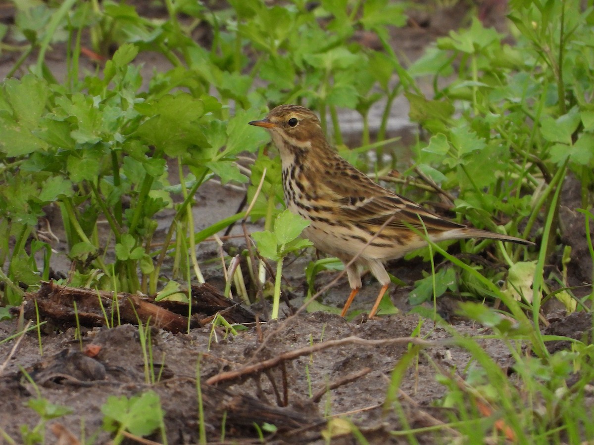 Meadow Pipit - ML504553581