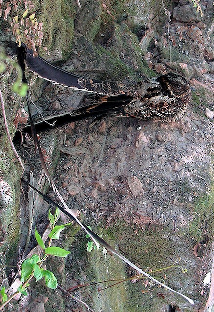 Lyre-tailed Nightjar male (subspecies argentina) - Lyre-tailed Nightjar - 