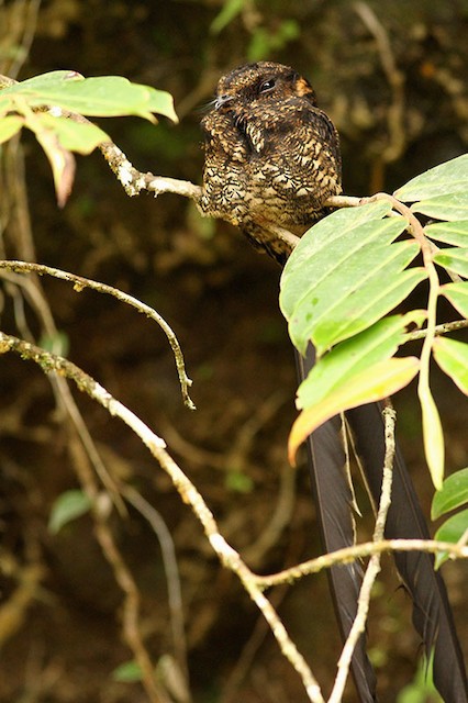 Lyre-tailed Nightjar male (subspecies lyra) - Lyre-tailed Nightjar - 