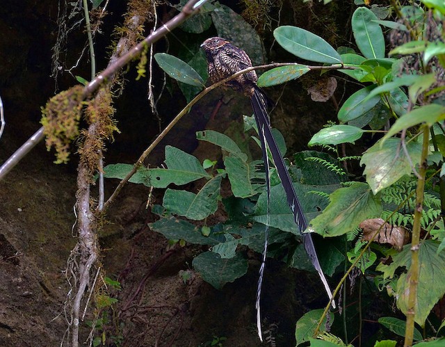 Lyre-tailed Nightjar male (subspecies lyra) - Lyre-tailed Nightjar - 