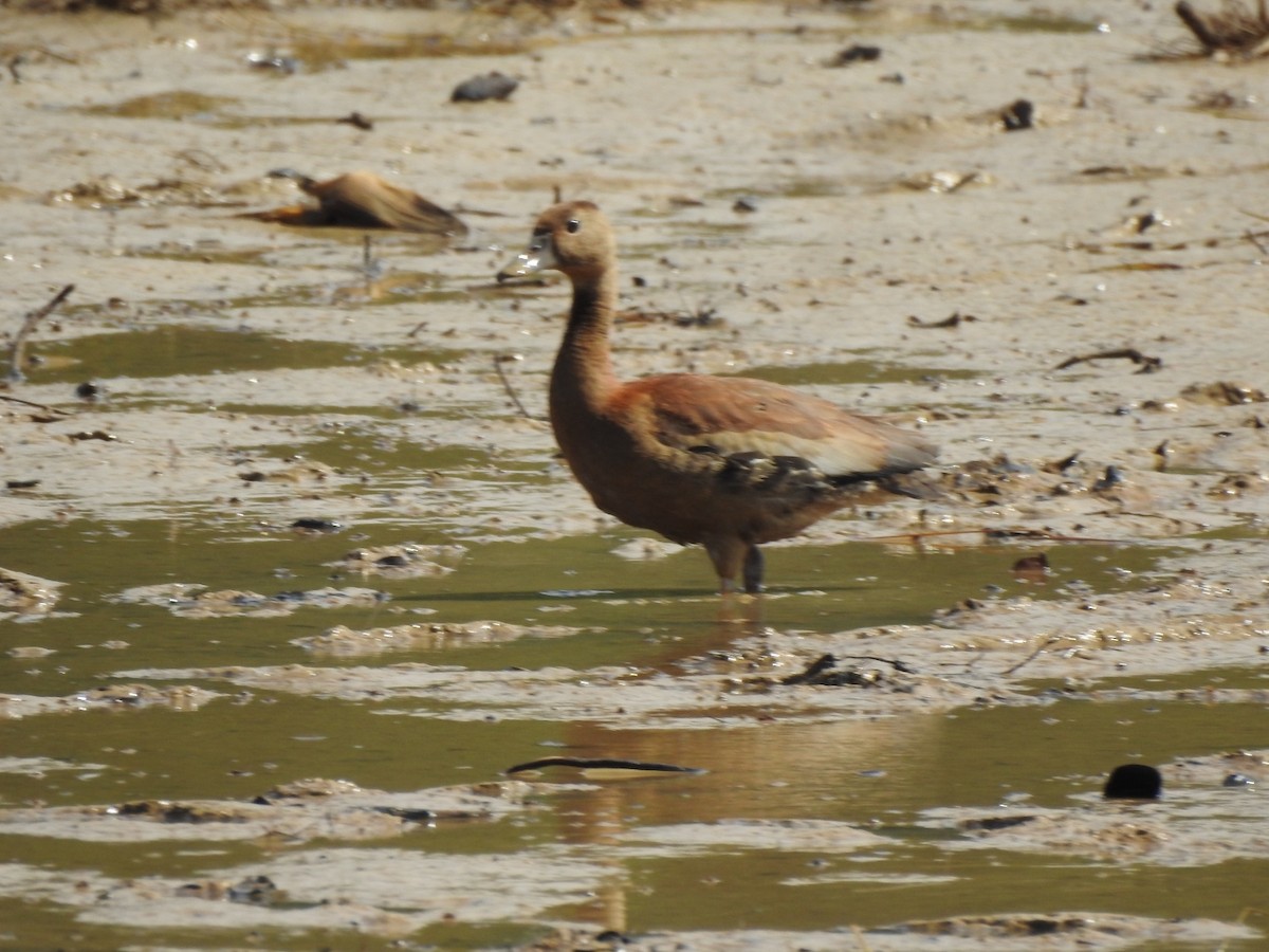Black-bellied Whistling-Duck - Luic Mateo