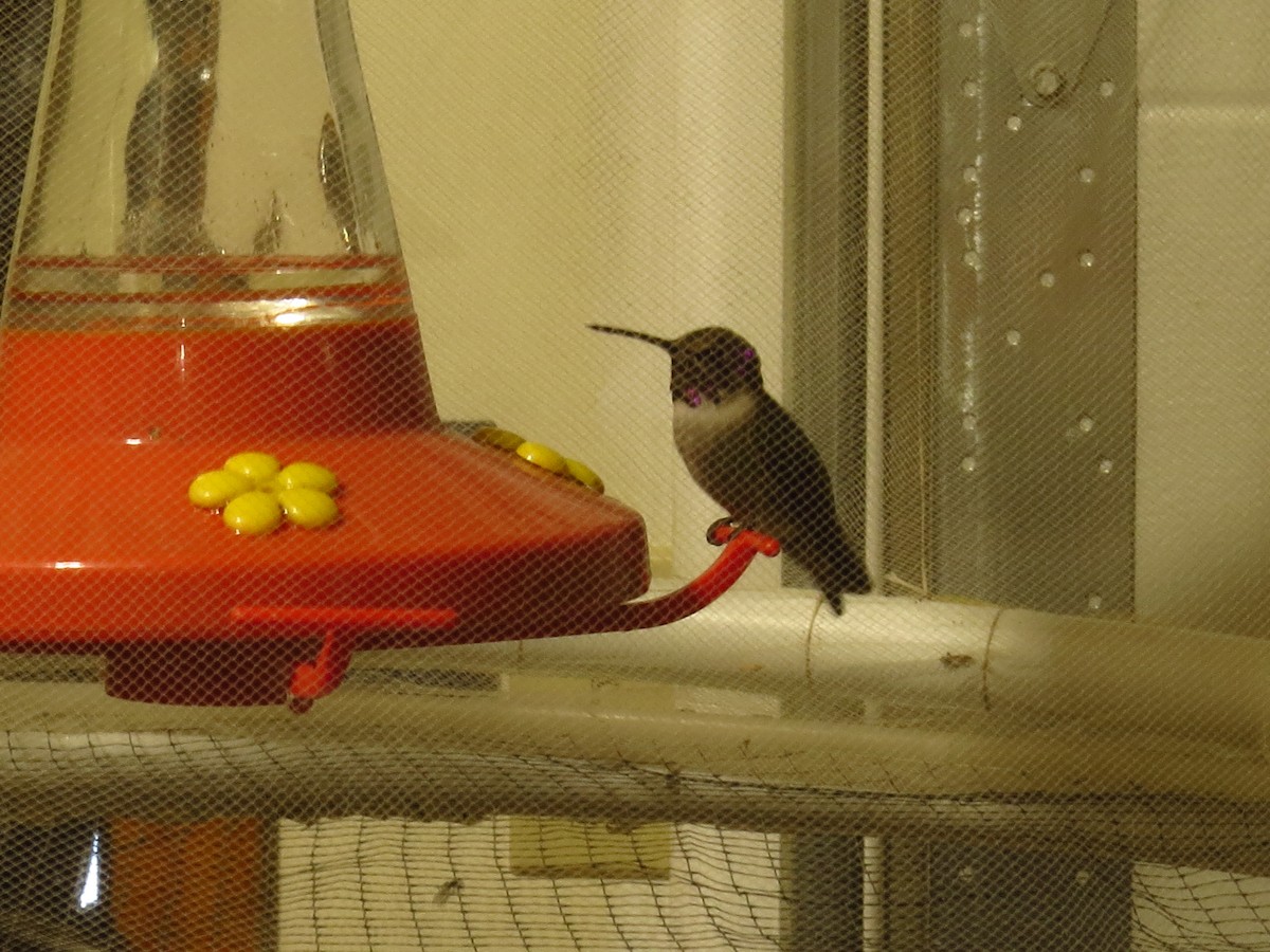 Costa's Hummingbird - Ronald Jensen