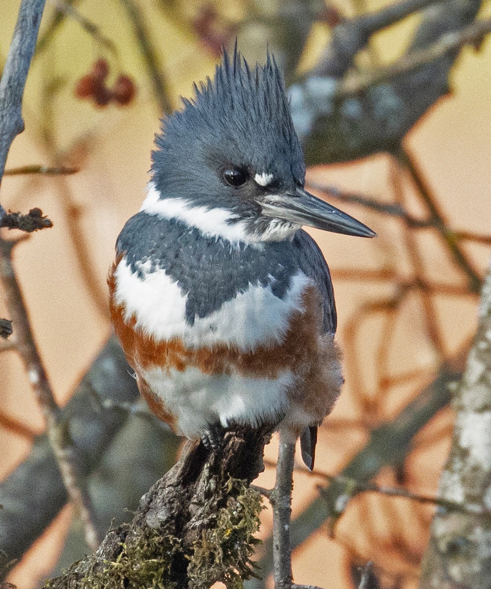 Belted Kingfisher - ML504565691