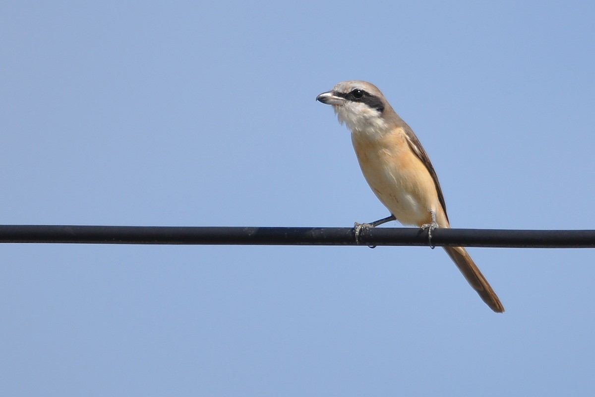 Brown Shrike - Miguel Rouco