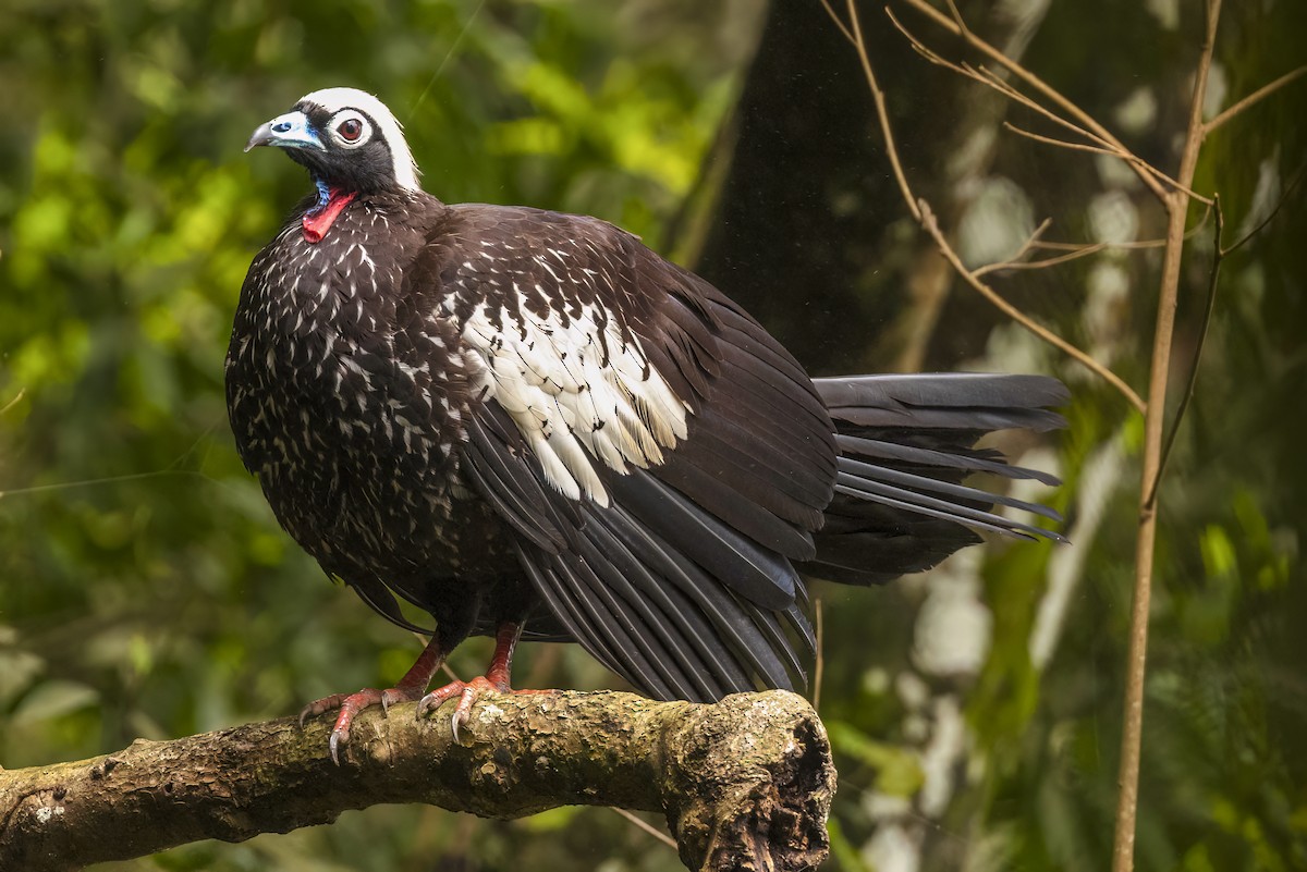 Black-fronted Piping-Guan - ML504569351