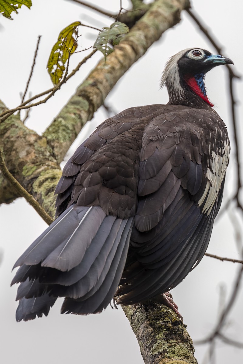 Black-fronted Piping-Guan - ML504572611
