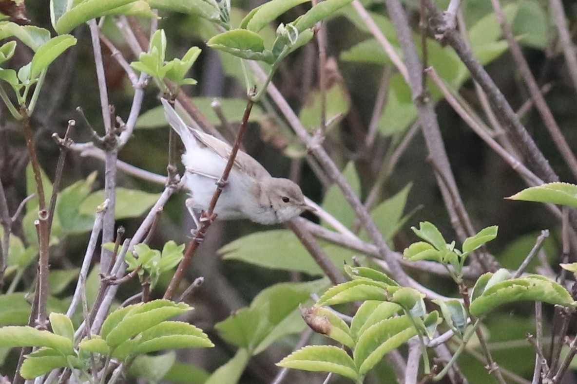Booted Warbler - ML504578081