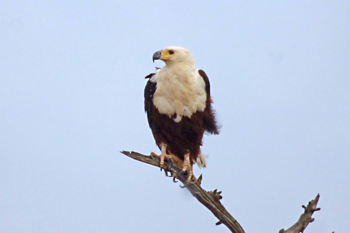 African Fish-Eagle - ML504581211