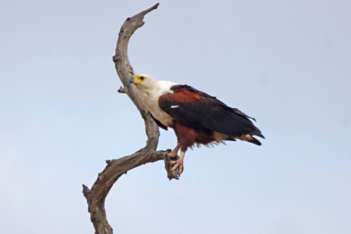 African Fish-Eagle - ML504581231