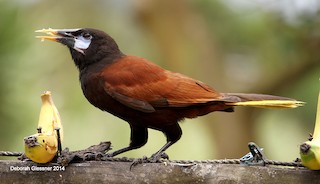  - Montezuma Oropendola