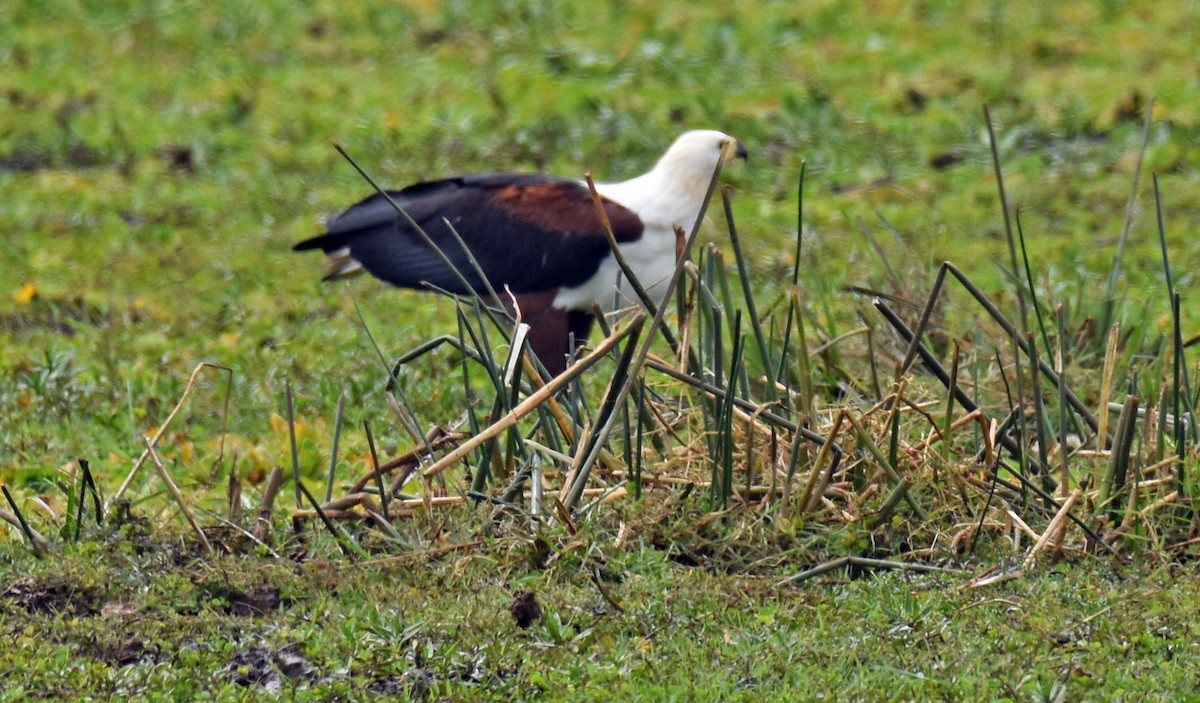 African Fish-Eagle - ML504596781