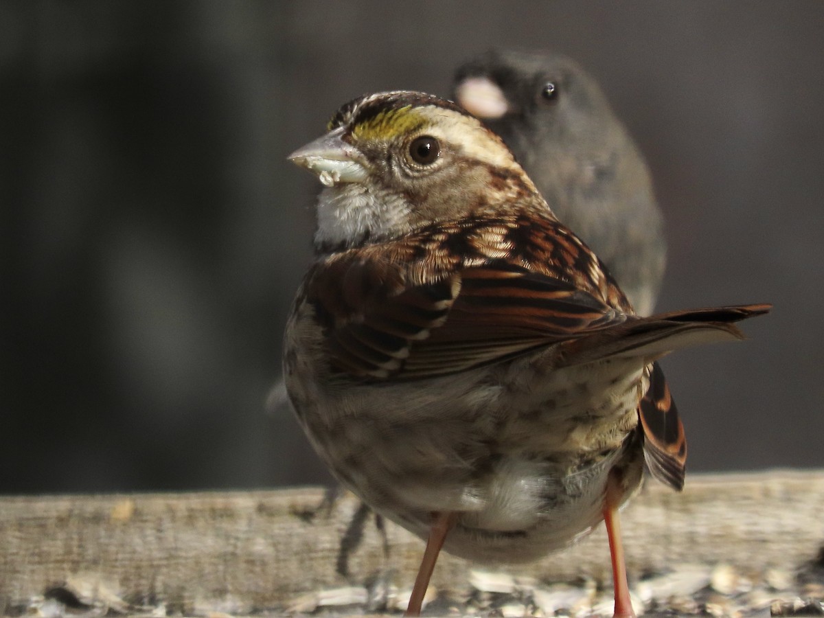 White-throated Sparrow - ML504599021