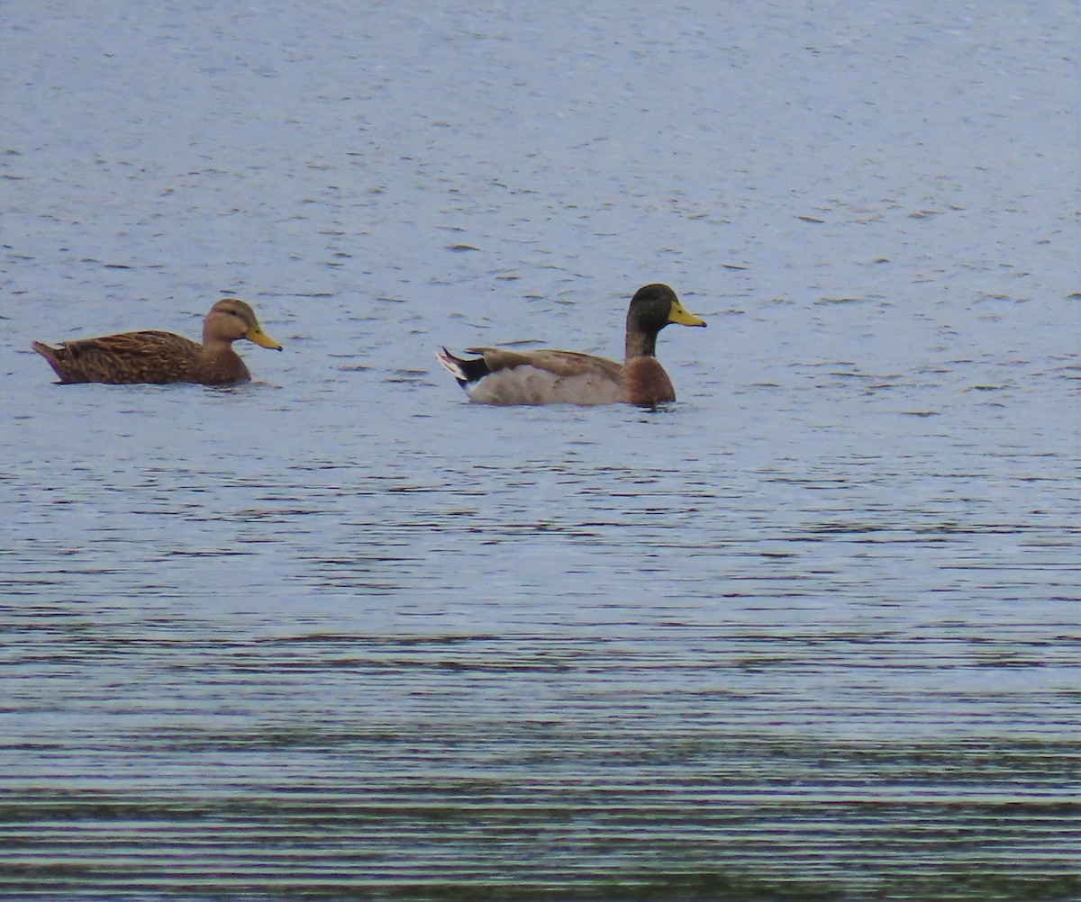 eBird Checklist - 17 Nov 2022 - Rainbow Lakes - 21 species (+1 other taxa)