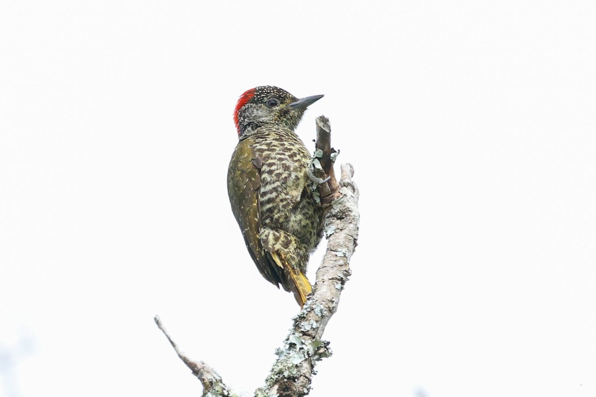 Knysna Woodpecker - Daniel Engelbrecht - Birding Ecotours