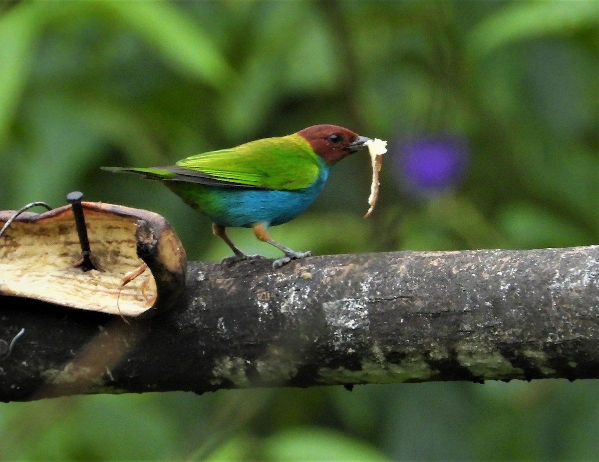 Bay-headed Tanager (Bay-and-blue) - ML504602751