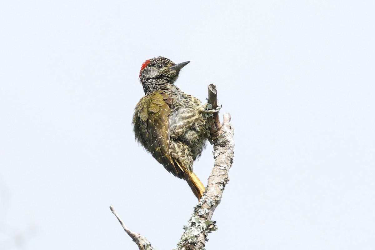 Knysna Woodpecker - ML504602931