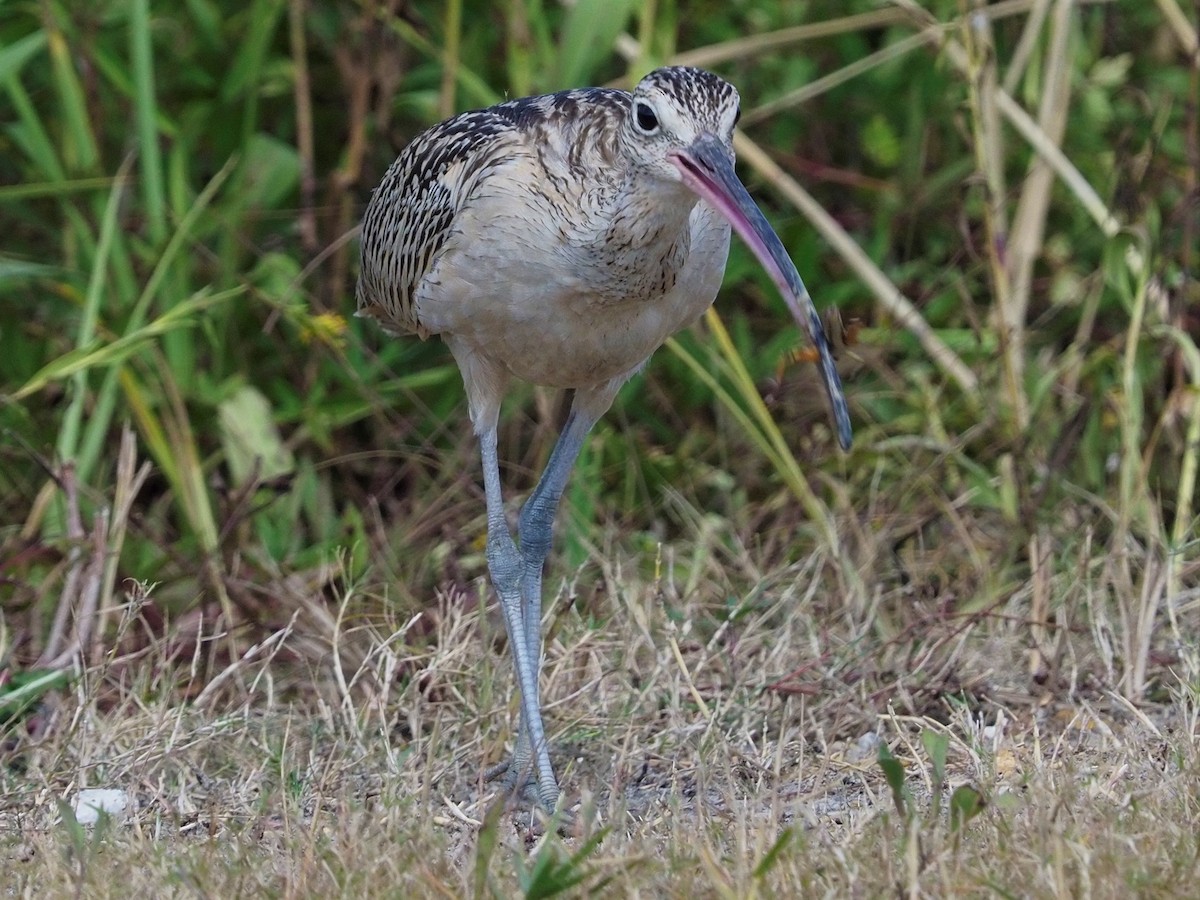 Long-billed Curlew - ML504603561