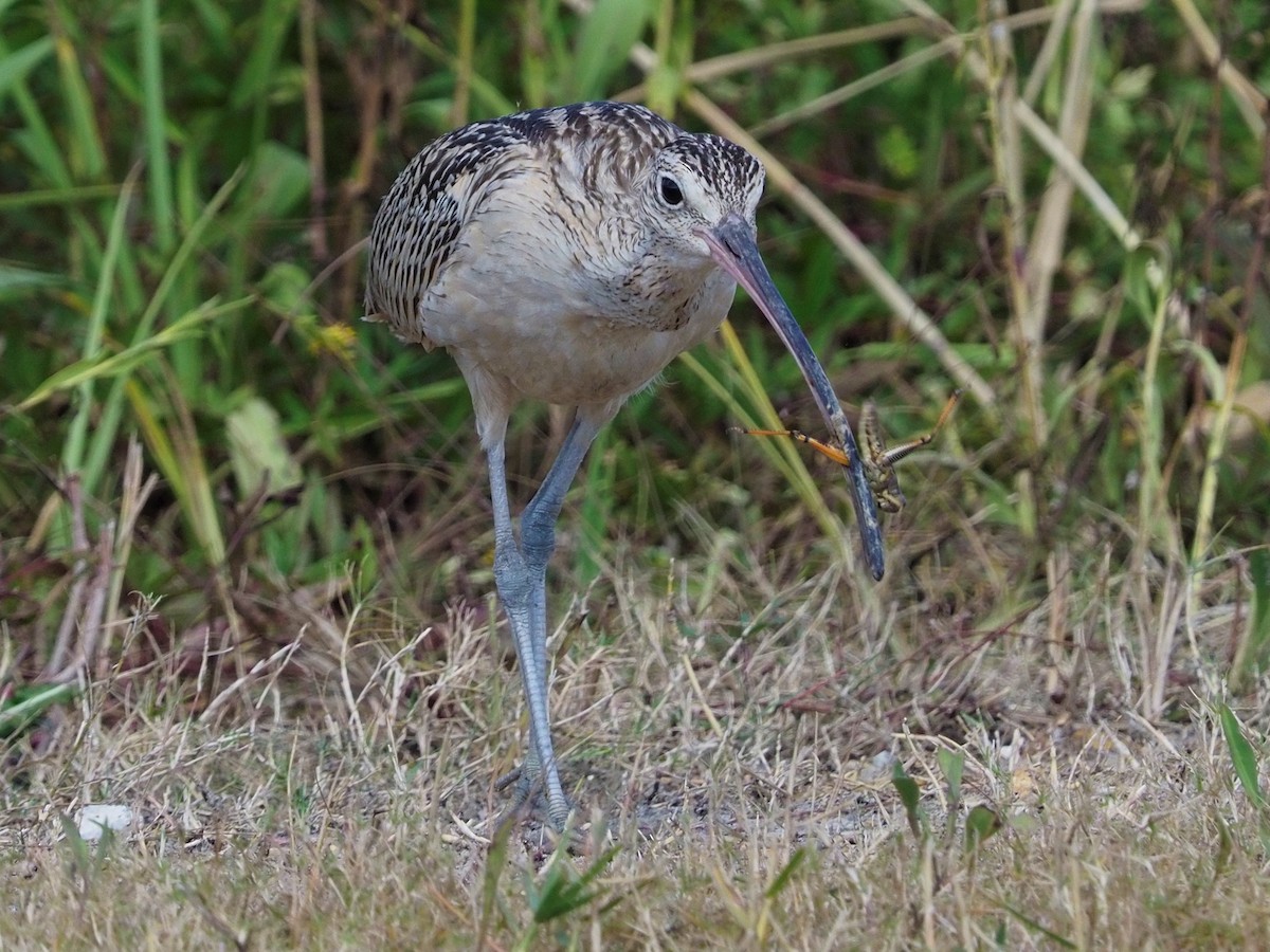 Long-billed Curlew - ML504603581