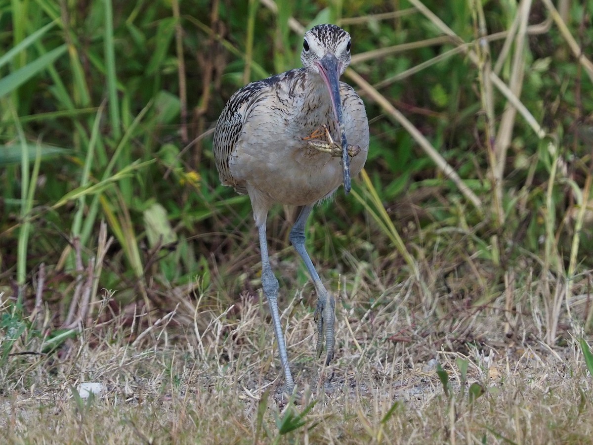Long-billed Curlew - ML504603641