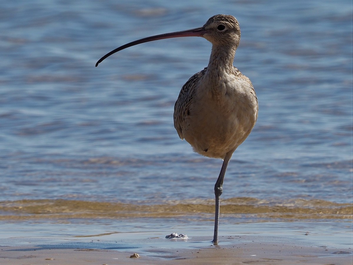 Long-billed Curlew - ML504607001