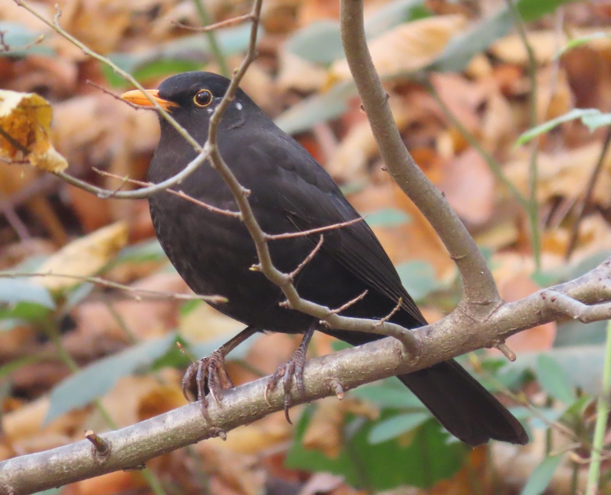 Eurasian Blackbird - ML504608361
