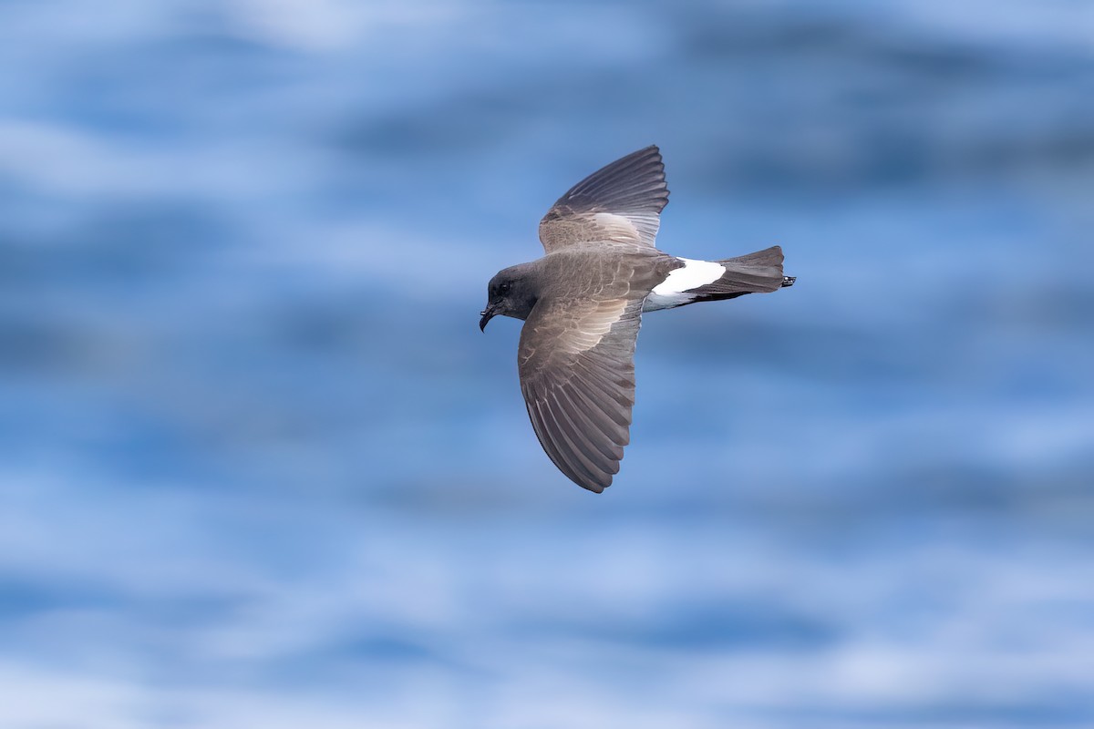 Black-bellied Storm-Petrel - ML504611411