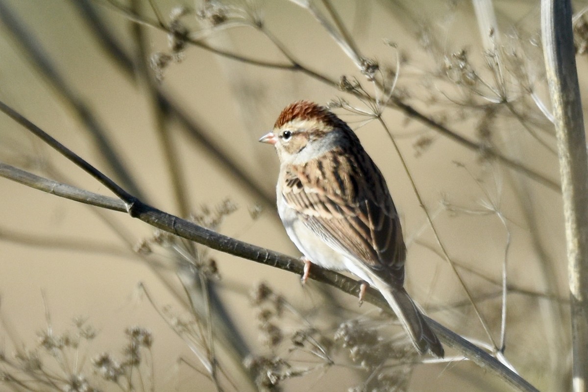 Chipping Sparrow - ML504613281
