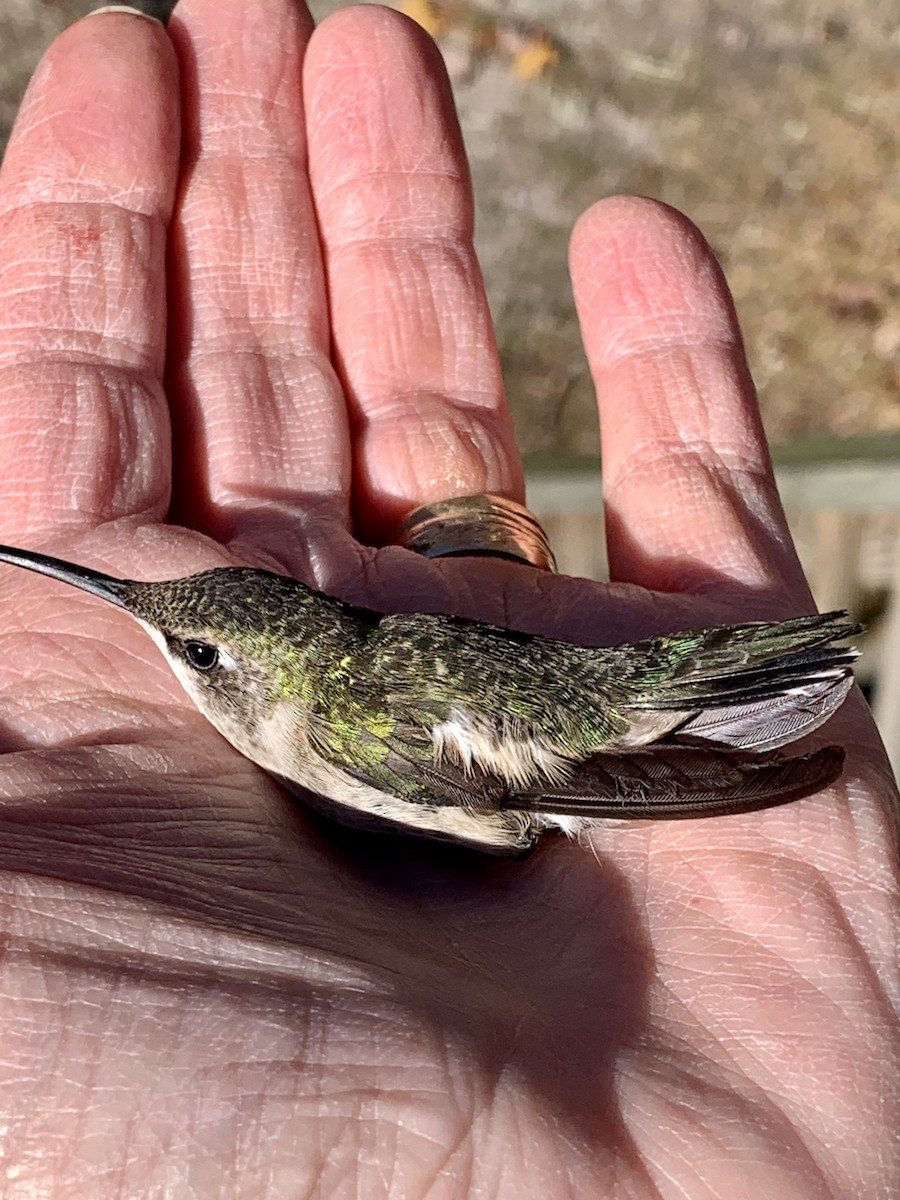 Black-chinned Hummingbird - Susan  Finnegan