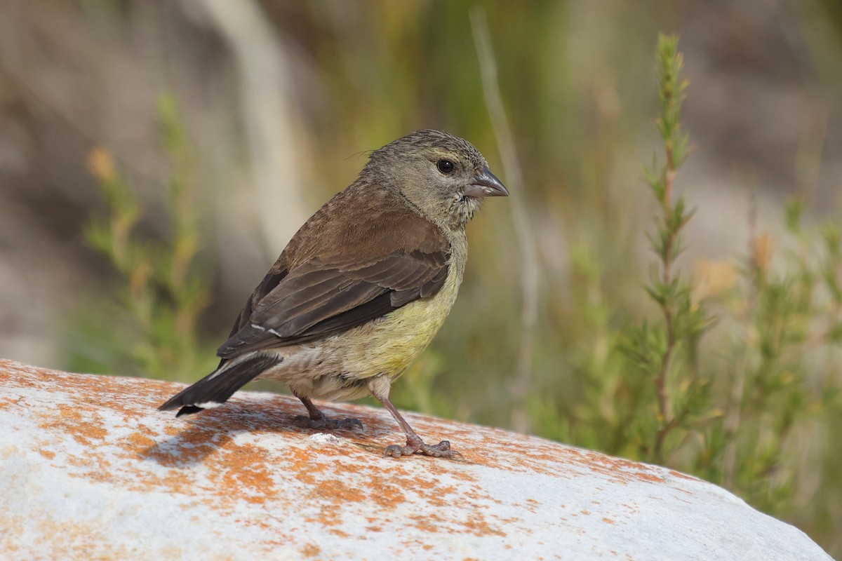Cape Siskin - Daniel Engelbrecht - Birding Ecotours