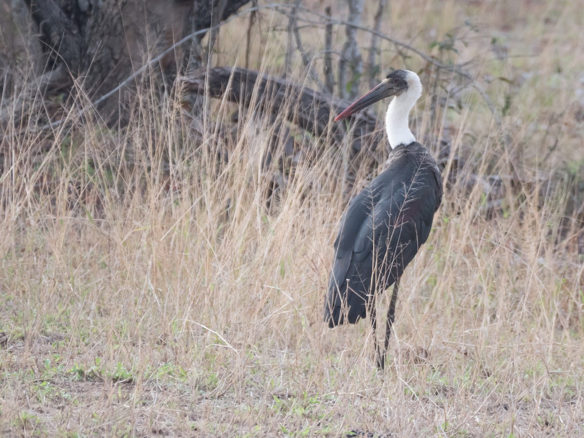 African Woolly-necked Stork - Peter Hellman