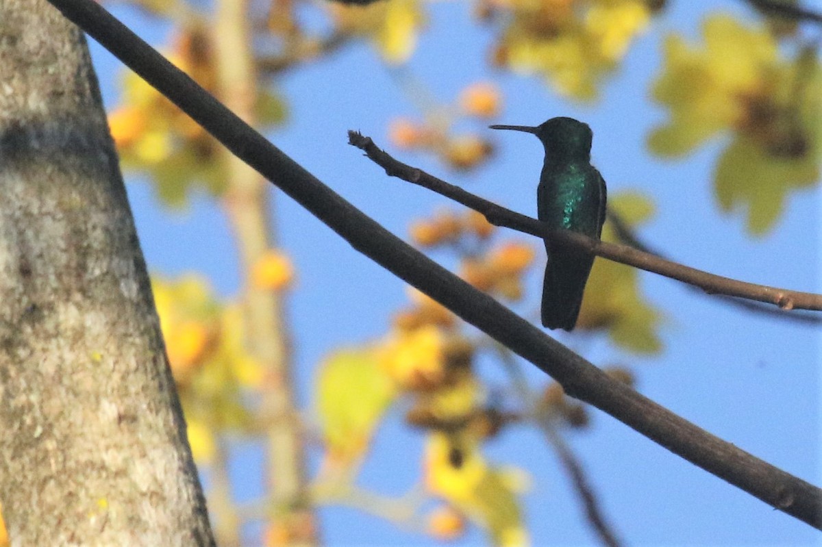 Blue-chinned Sapphire - Federico Schulz