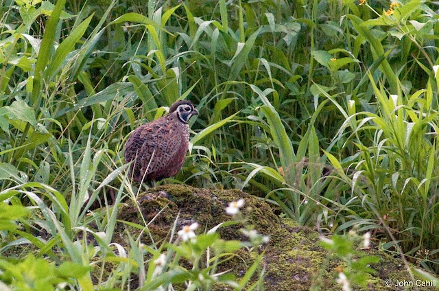 Ocellated Quail, male - Ocellated Quail - 