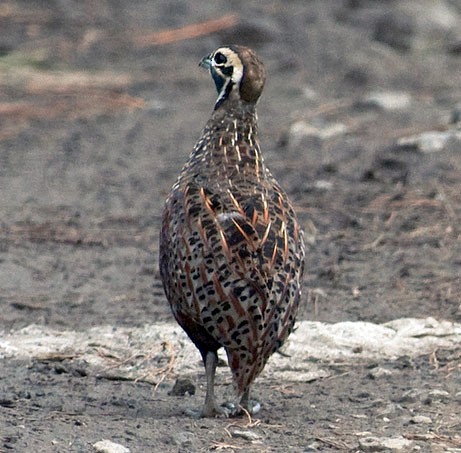 Ocellated Quail, male dorsal view - Ocellated Quail - 