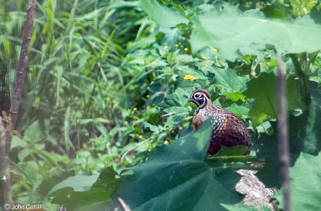 Ocellated Quail, male - Ocellated Quail - 